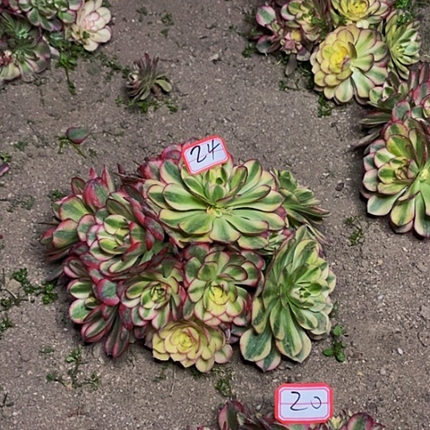 倾城捧花老桩法师24链接