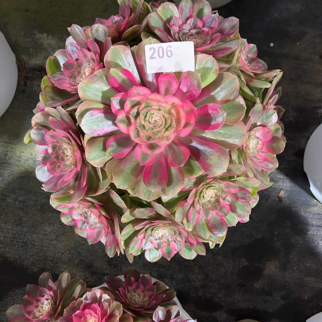 206红蜻蜓多肉法师