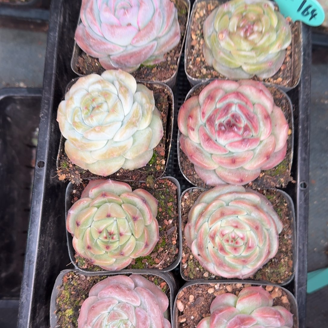 从前慢多肉精选编号0102.164