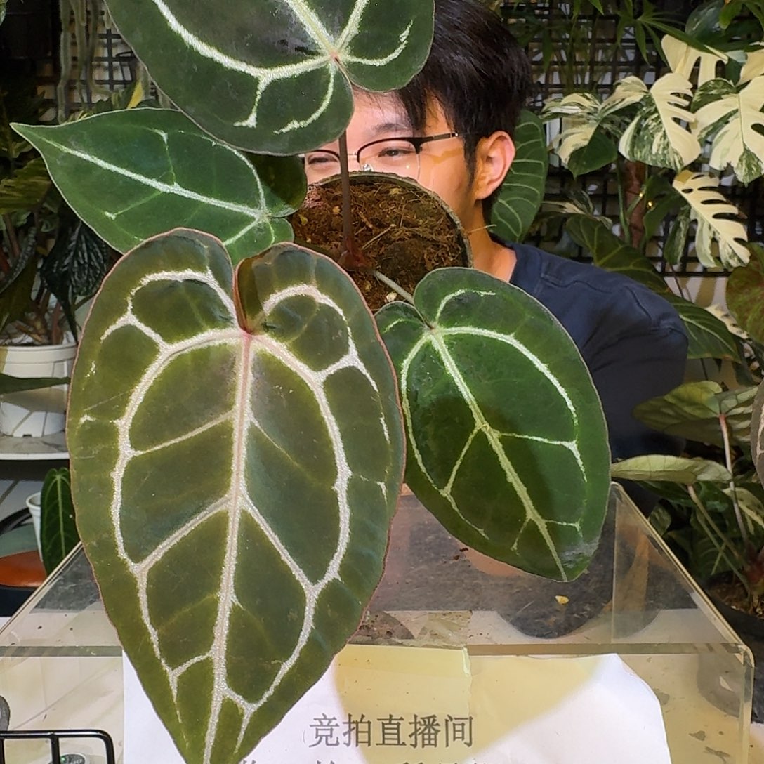 不开花植物C65红水晶杂神光