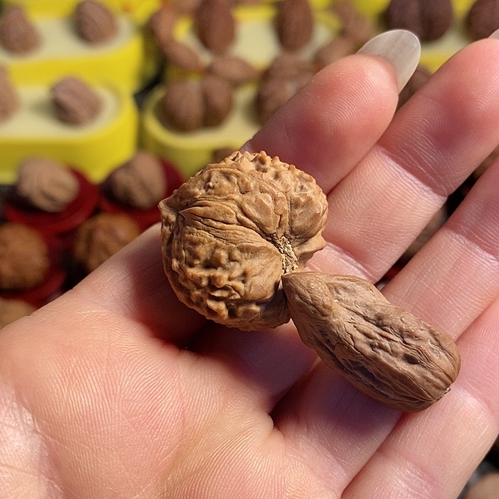 文玩核桃把件生命缘