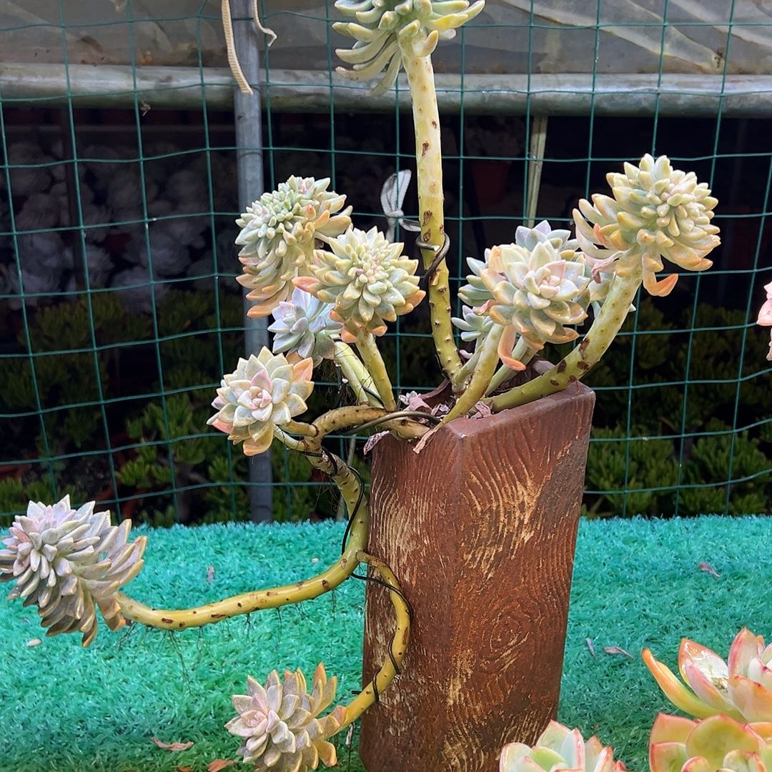 多***6，，，，，，，，，，，，，，，，，，