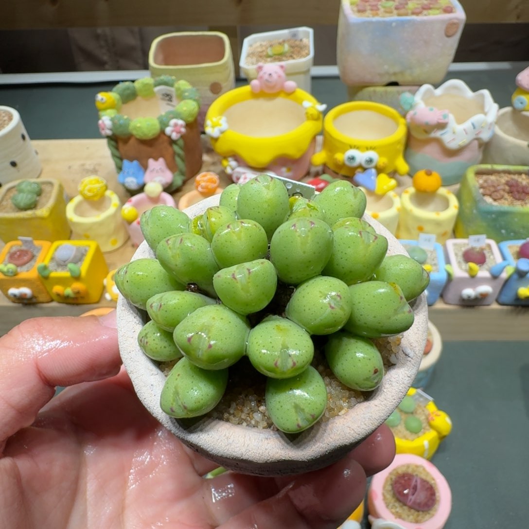 红陶蘑菇521肉锥群