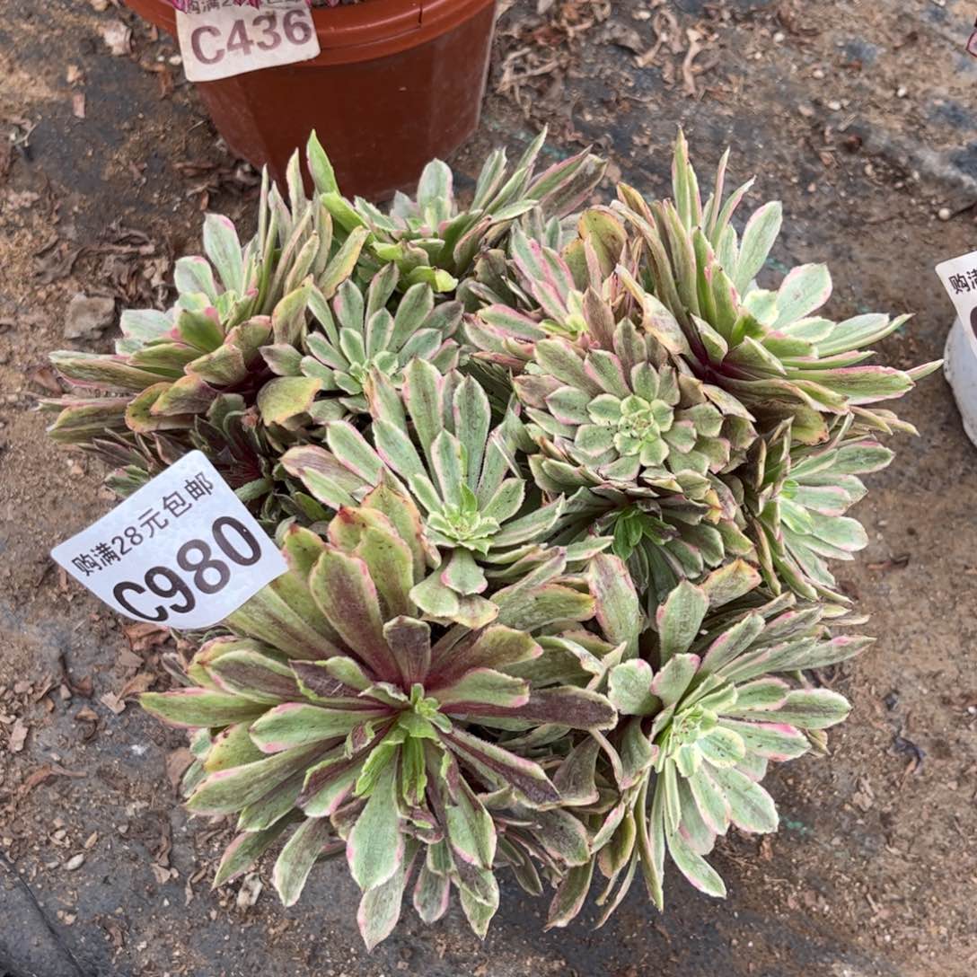 980多肉植物花脸变异粉黛
