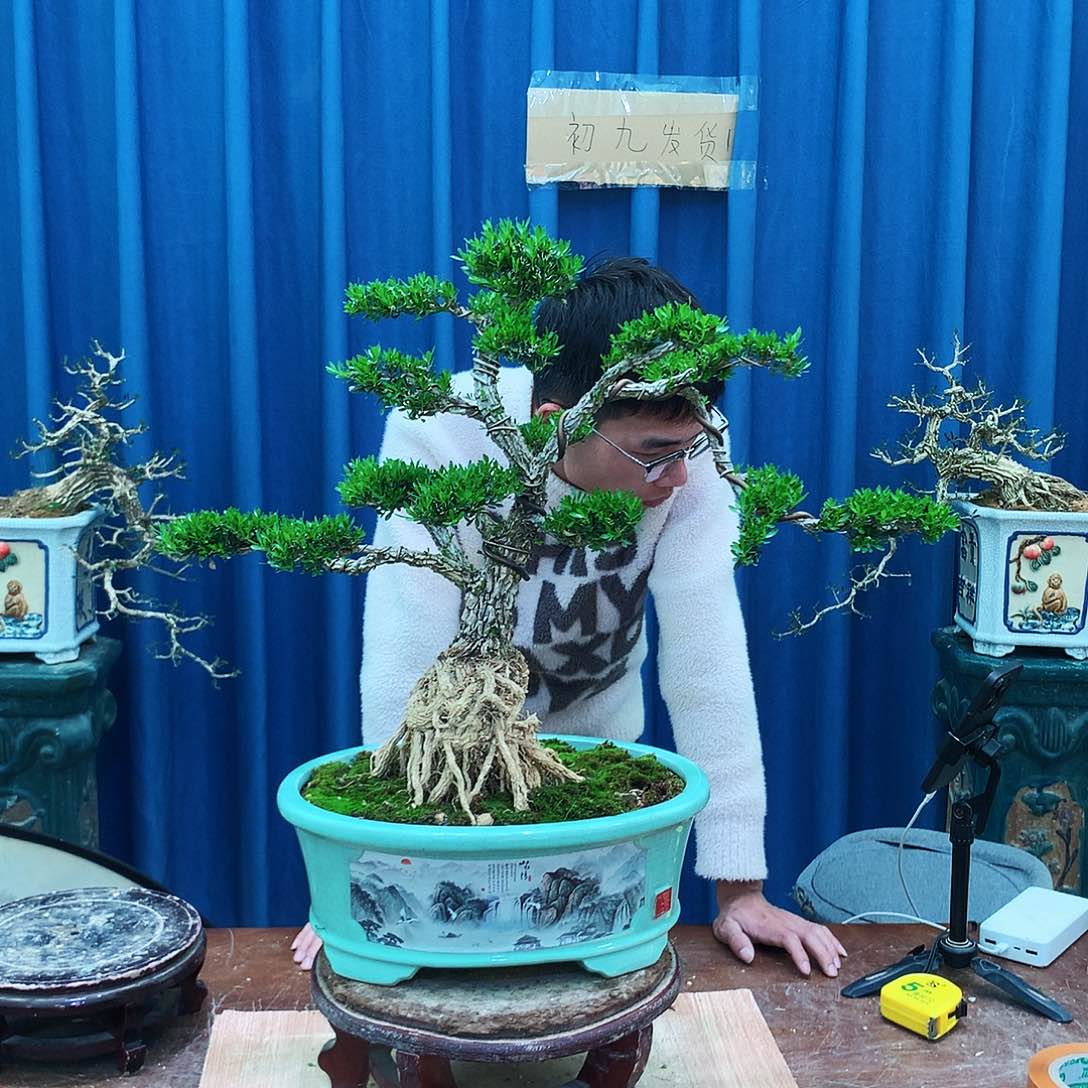 黄杨盆景一物一拍小*哥