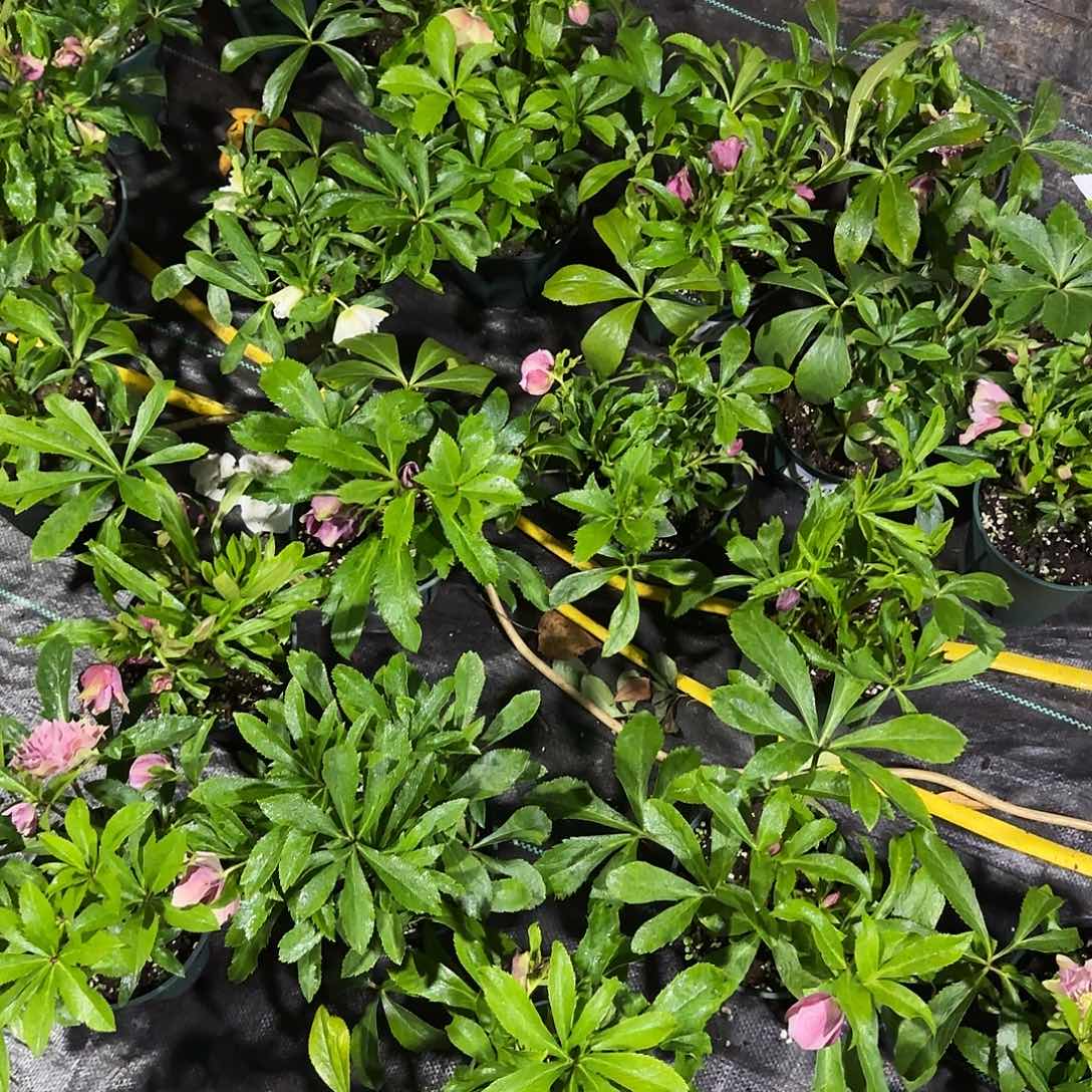 完全开放铁快子1160