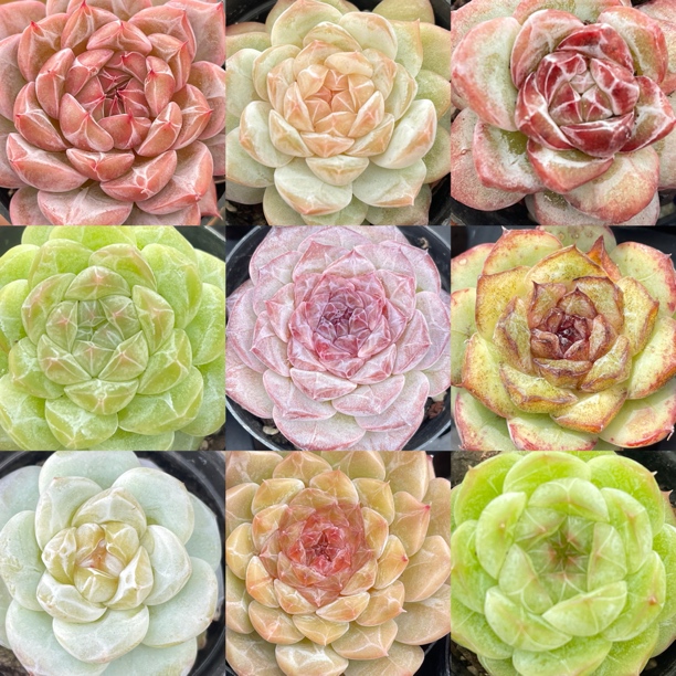 下播福利商品链接懒羊羊精品多肉直播