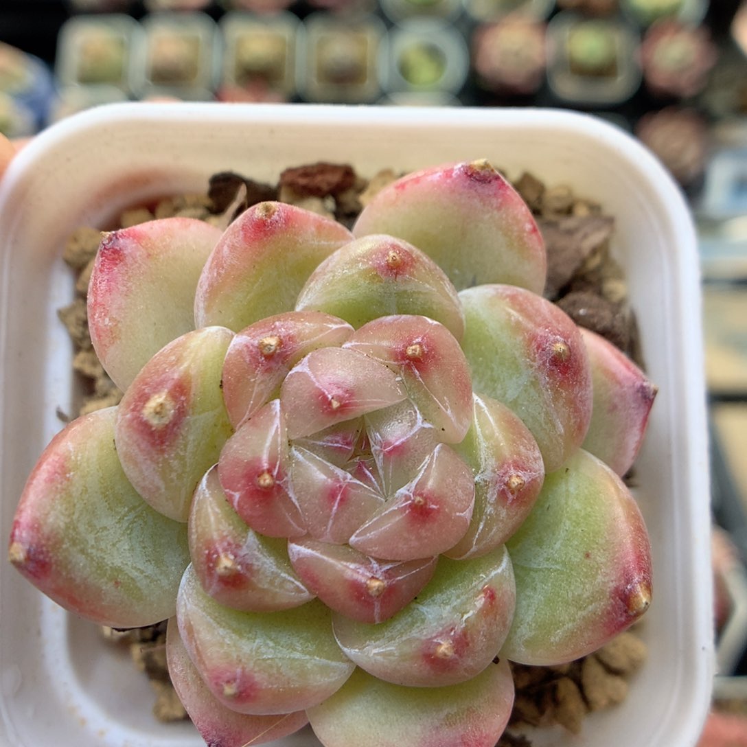 X20 ，20包邮两天凑单偏远不发货