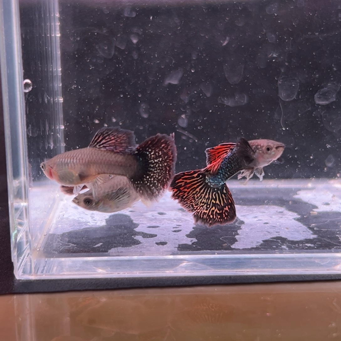 孔雀鱼七彩蕾丝一对备损一对