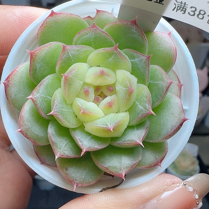 1224-136糖心绿水鬼