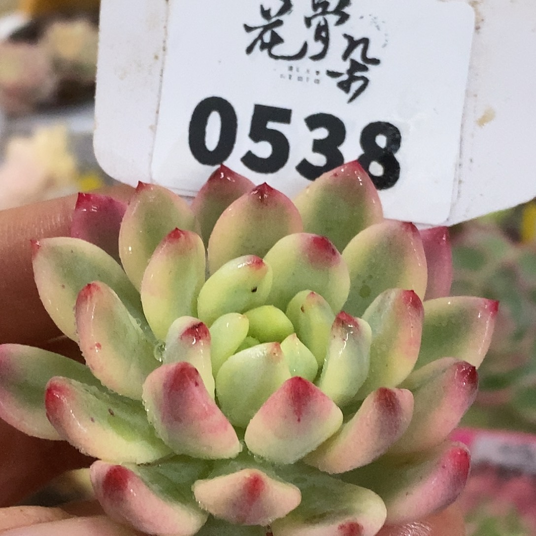 538苹果头盖哈哈哈哈