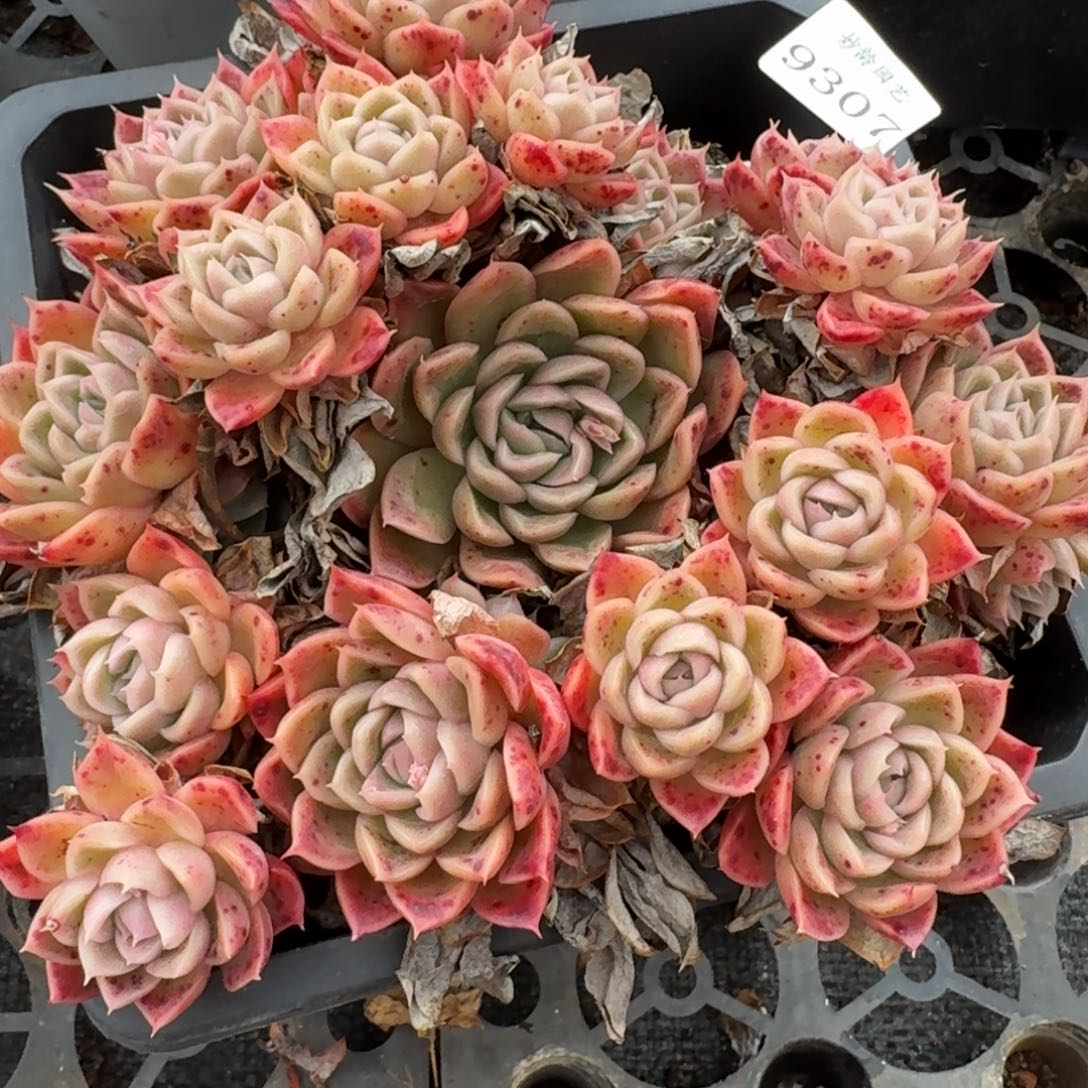 9307新年快乐发发发