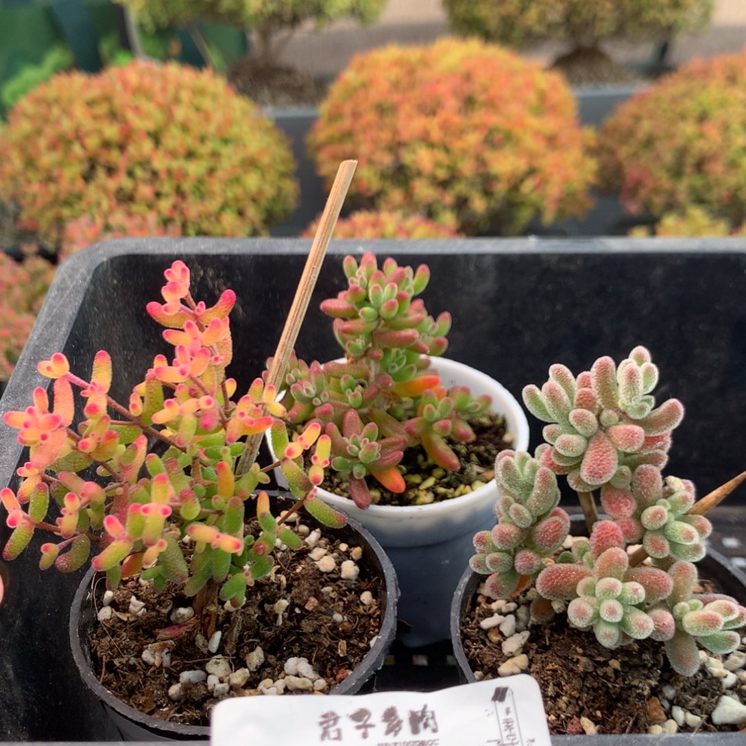 442糖球粉锦红宝石冰晶             