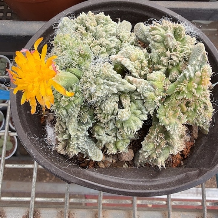 大怒涛群多头9仙人球