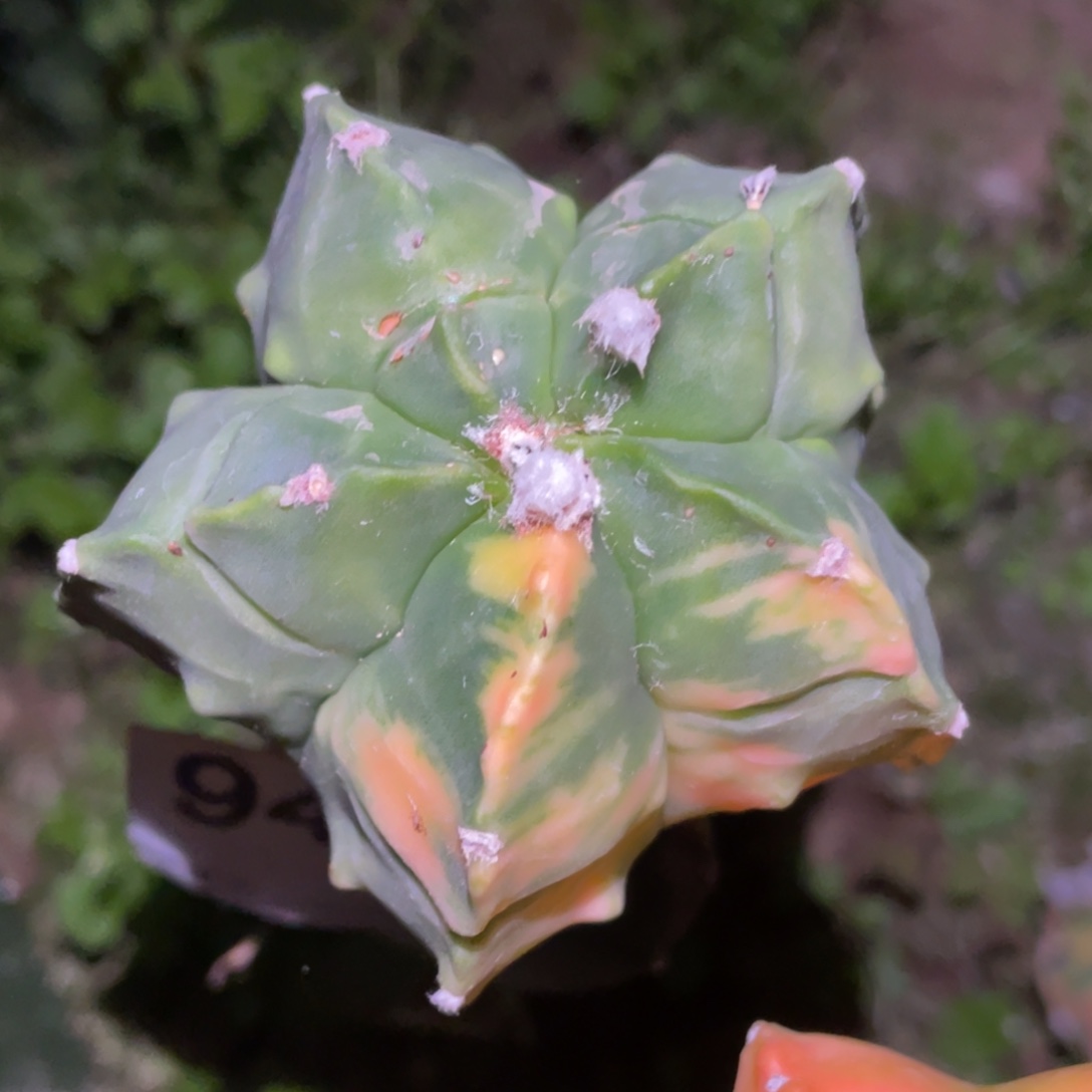 无花朵铠甲鸾凤玉锦