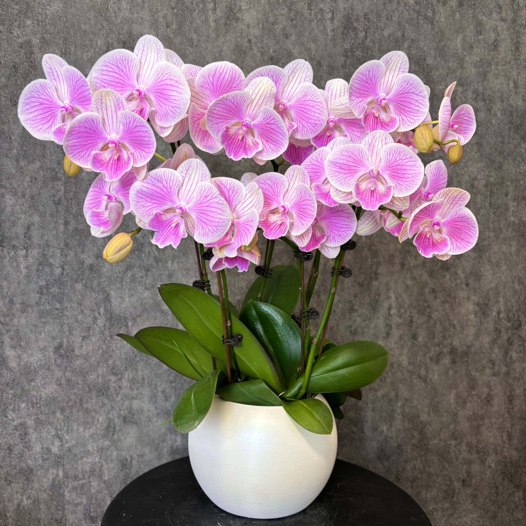 【爱丽丝-蝴蝶兰】高端鲜花 定制款 易养花期长 送礼 家居摆件