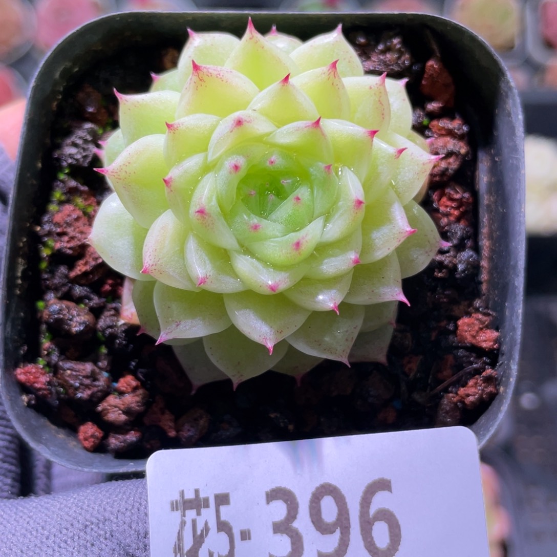 花利美5-396麦秆  