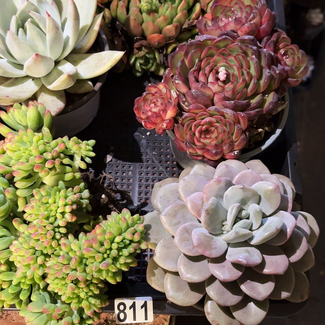 多肉植物宽拍八一幺号