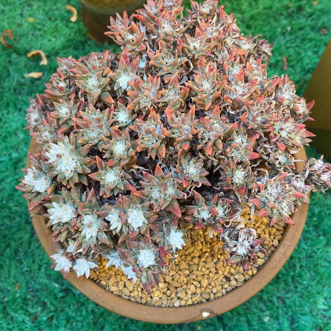 白菊，，，，，，，，，，，，，，，，，
