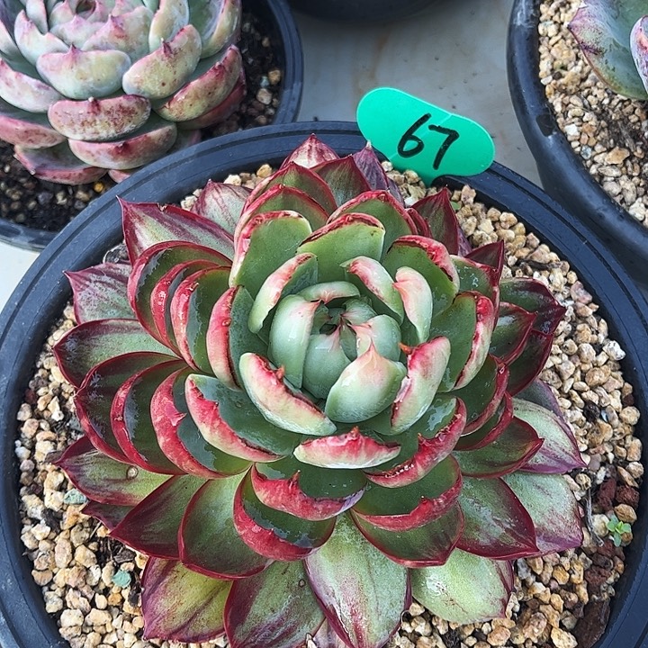 惊鸿仙子一物一拍，17厘米左右