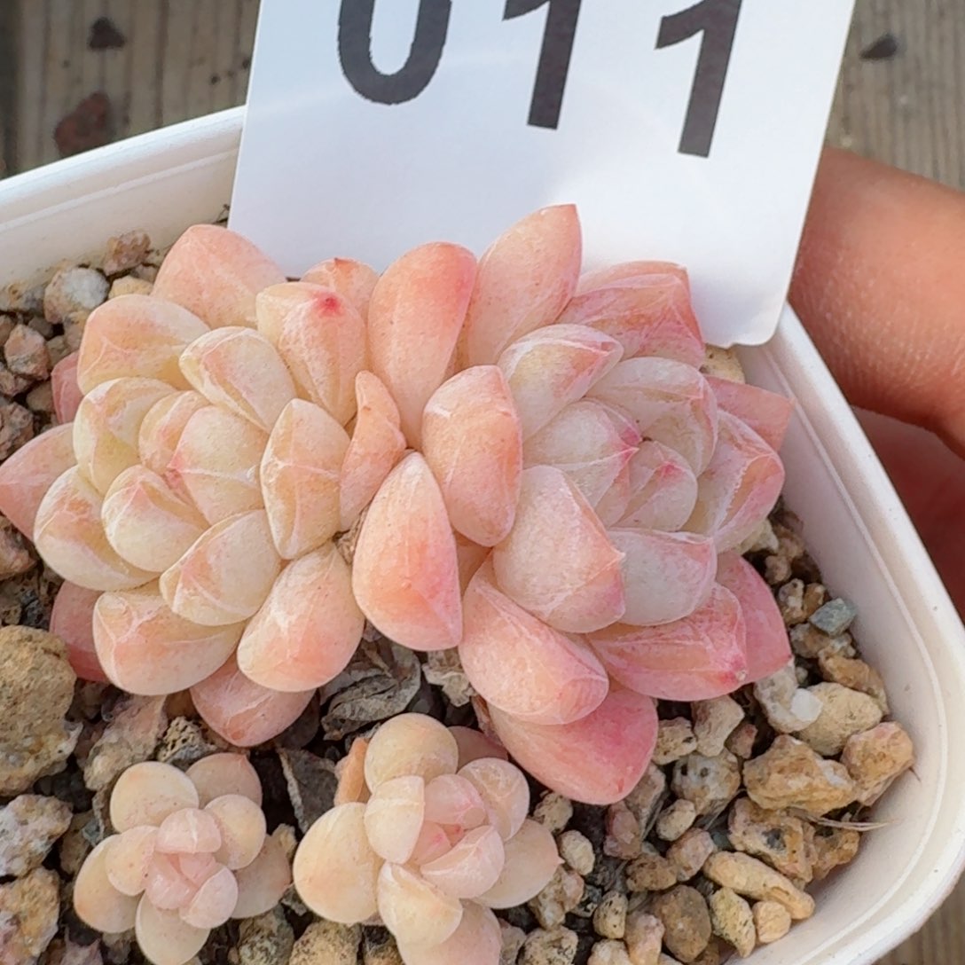 刚毅         精品多肉