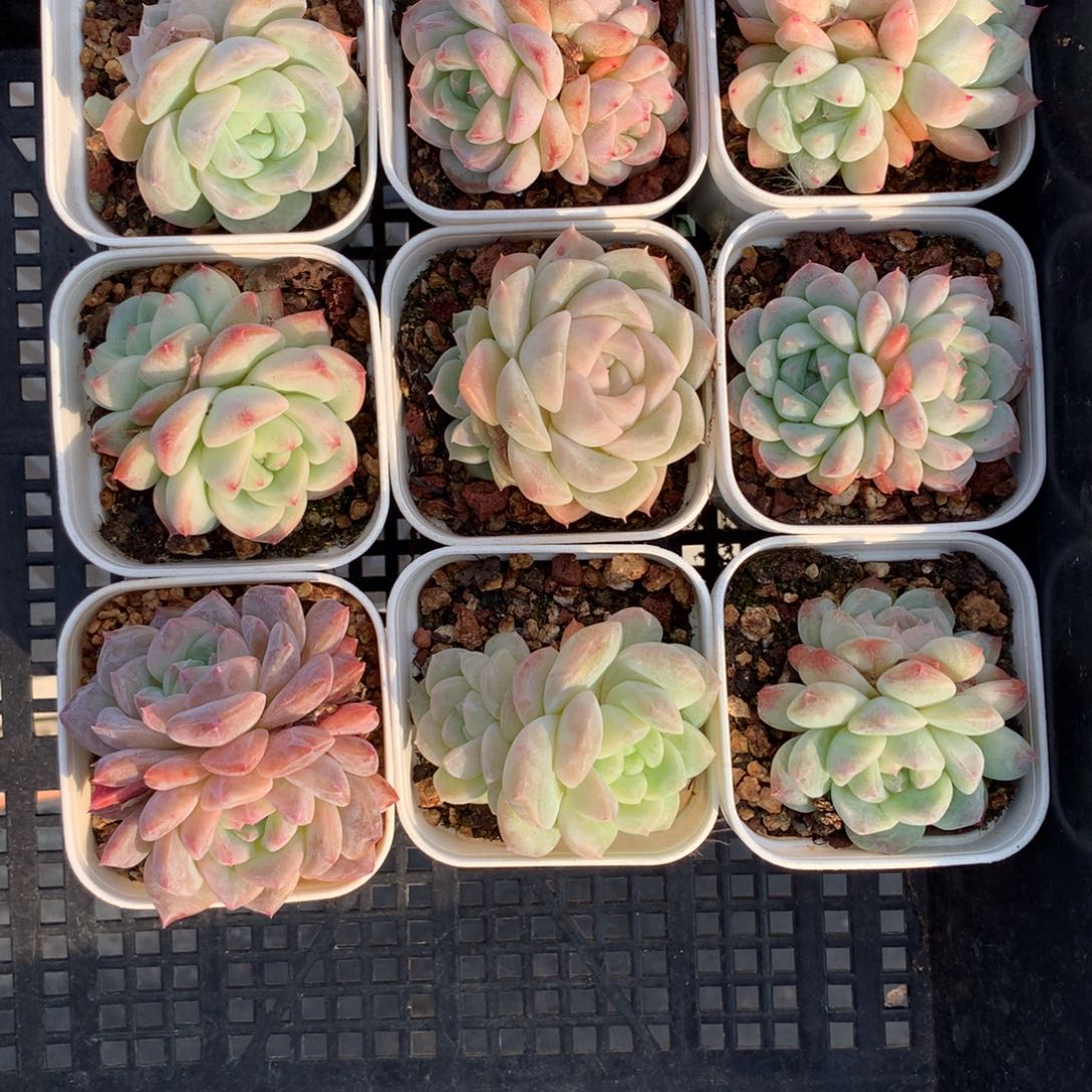 1201-84 套餐一组