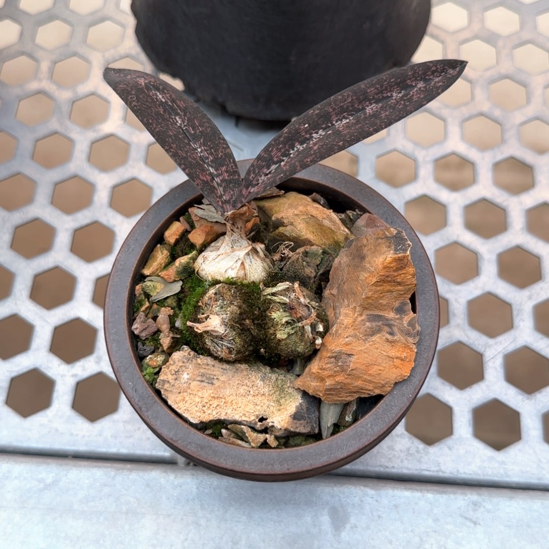 少***夢蛇皮兰一物一拍含盆