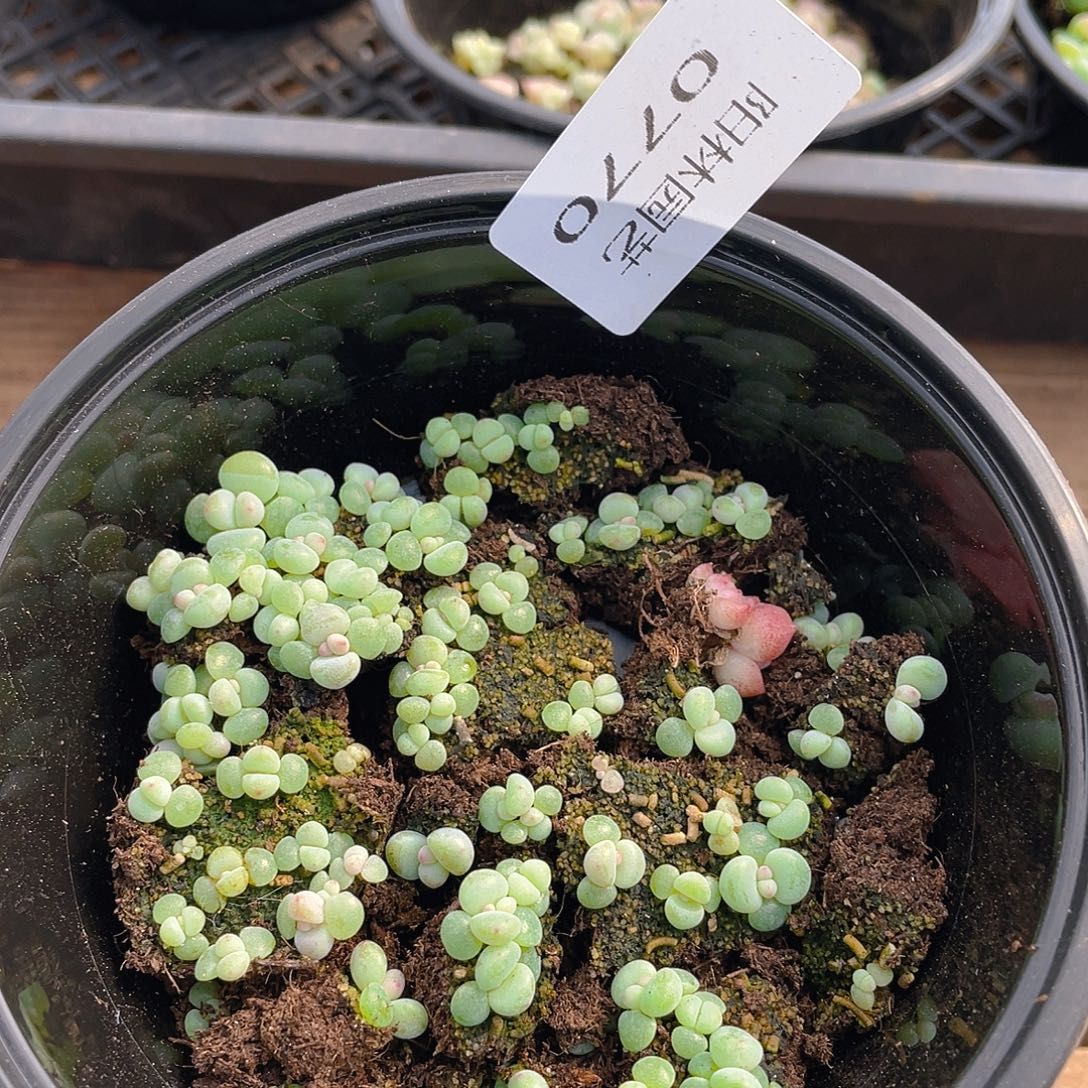 多肉植物多肉植物770