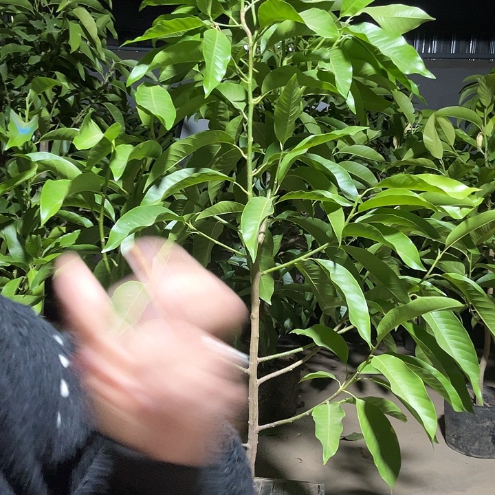 完全开放白兰花¥70