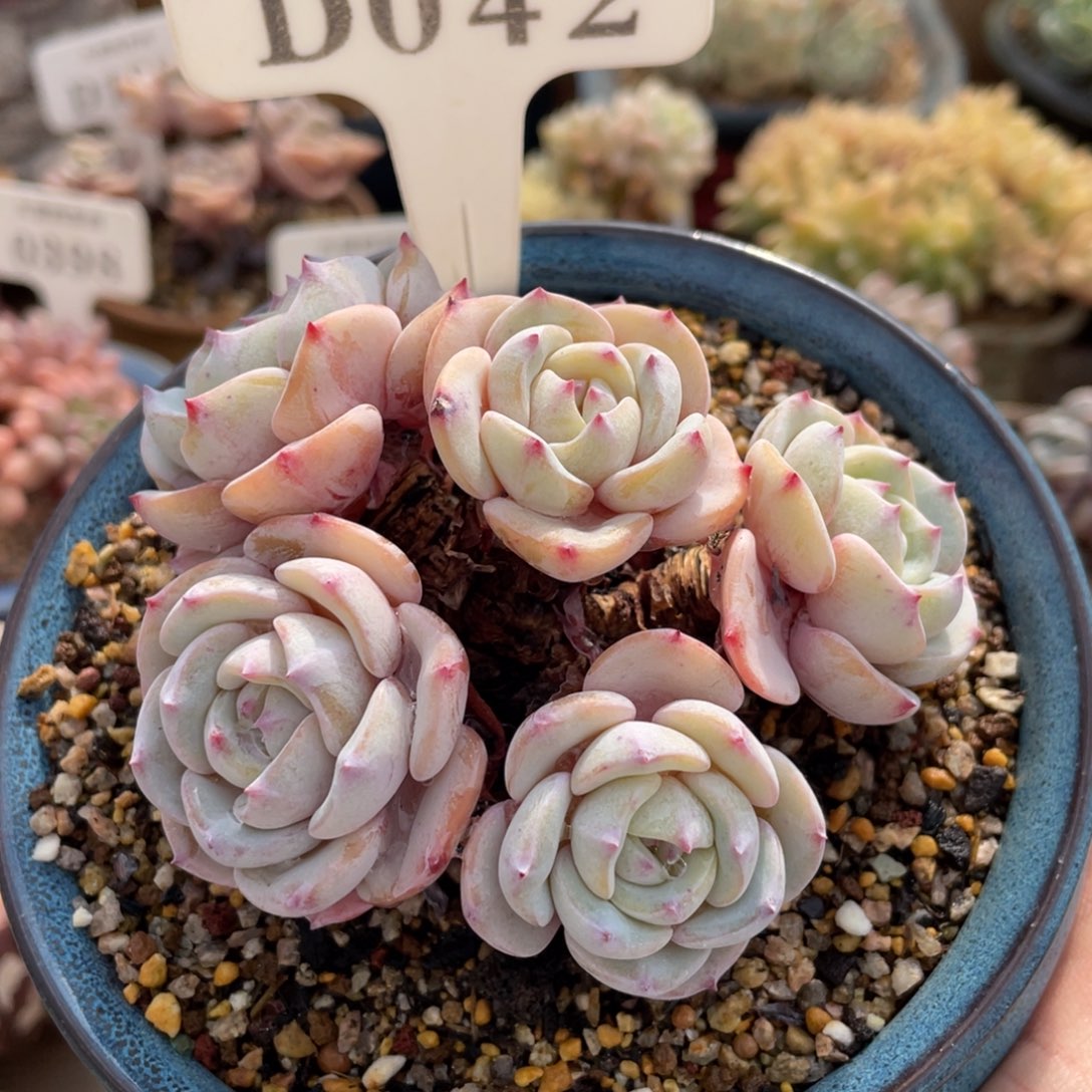 042勃朗峰不带盆10厘米有砍