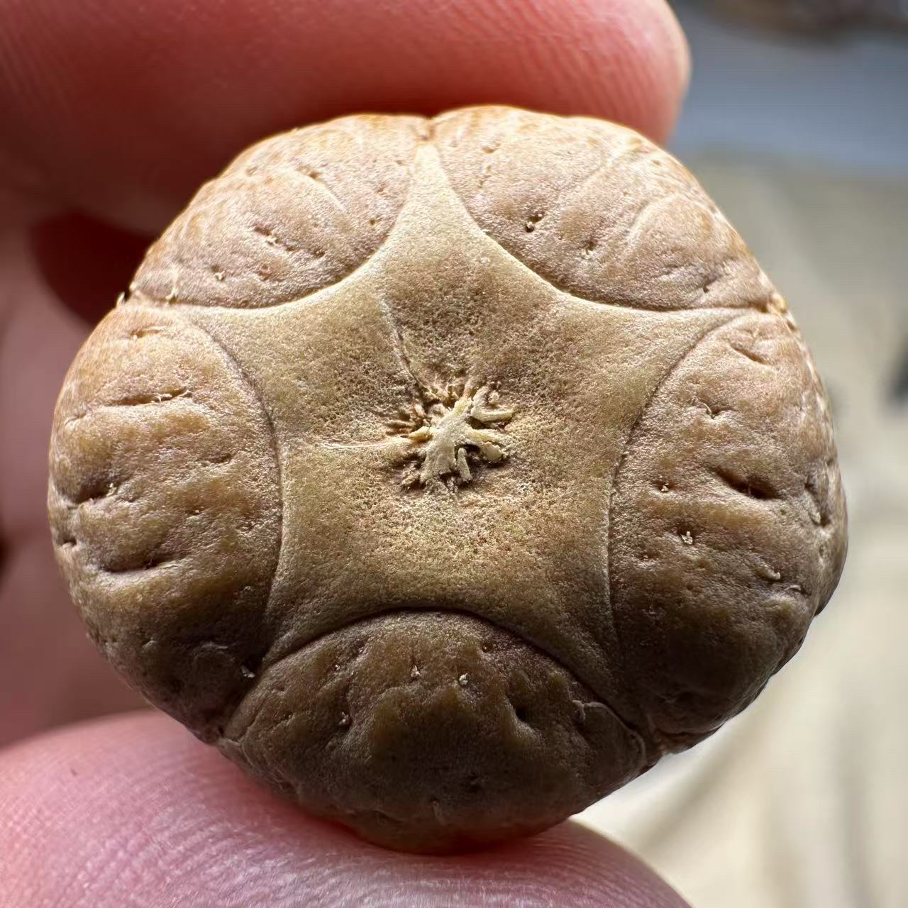 尼泊尔五星菩提，尺寸22，厚度14，sss系列