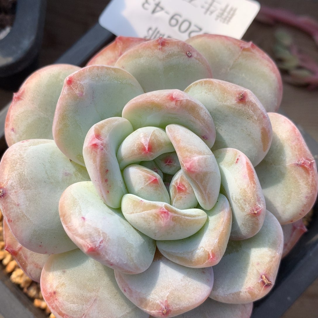 0209-43 橙梦露优选