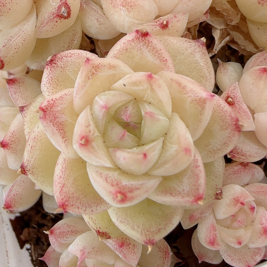 馨**乖【闪购商品】0127-75专拍