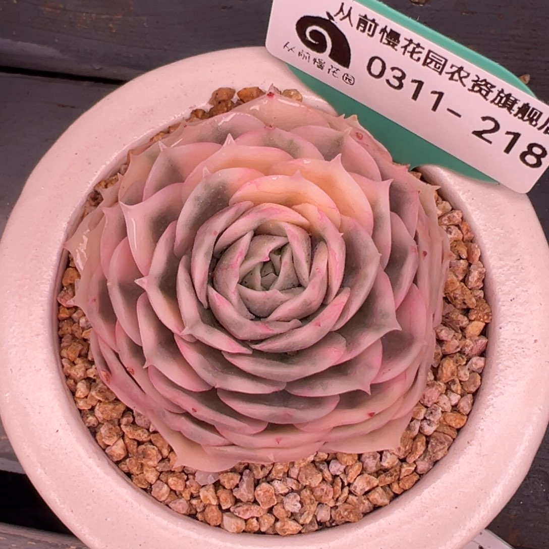 从前慢多肉精选编号0311.218