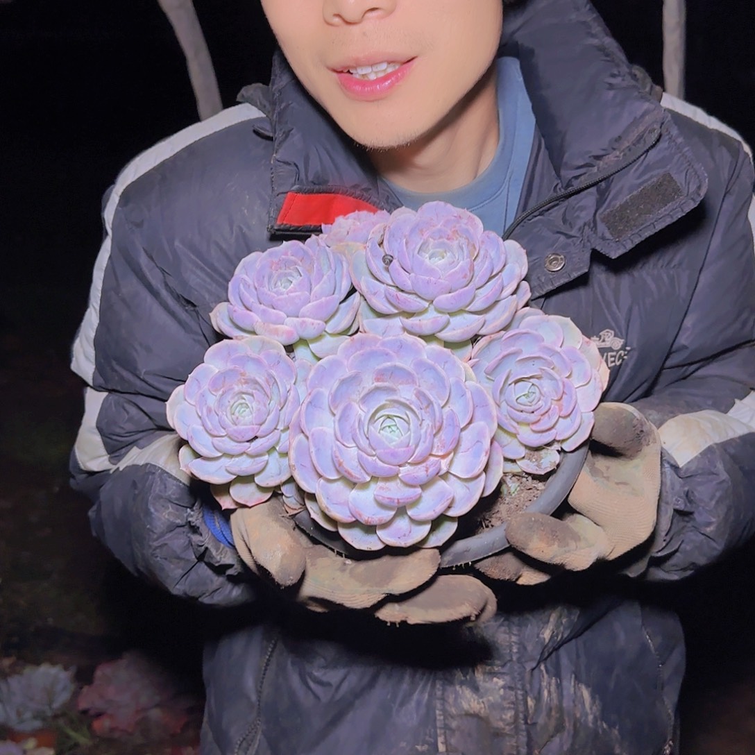 一物一拍蓝色惊喜多肉