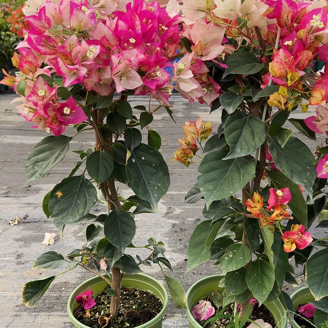 大部分花苞少量开放金娆带竹一颗