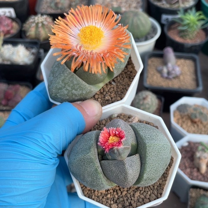 994绿色元宝2颗一组