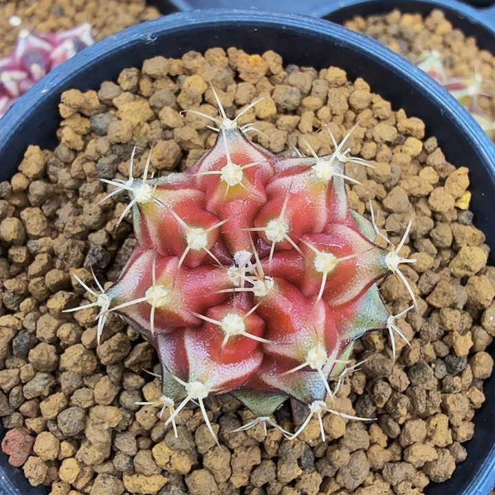 当前无花朵，栽培后可花朵