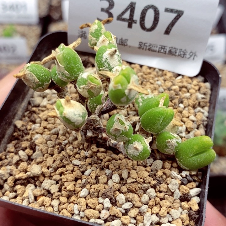 3407。              