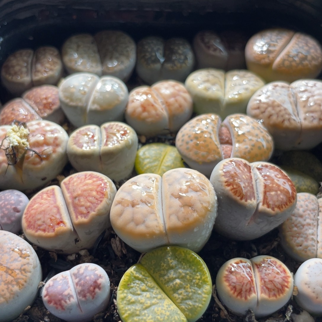 大盆特价一物一拍～37