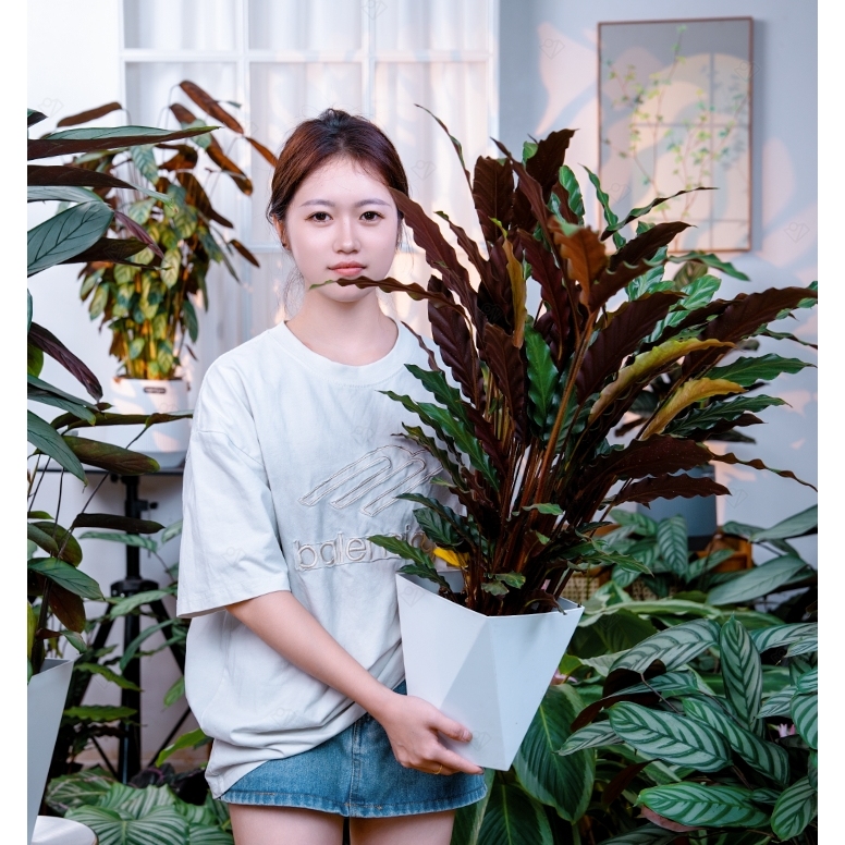 紫背大波浪飞羽竹芋喜阴盆栽绿植花卉净化空气办公室鲜活开花