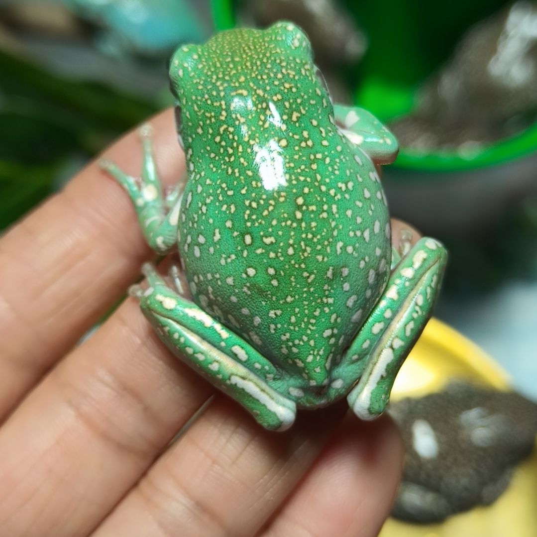 老爷树蛙暴雪树蛙