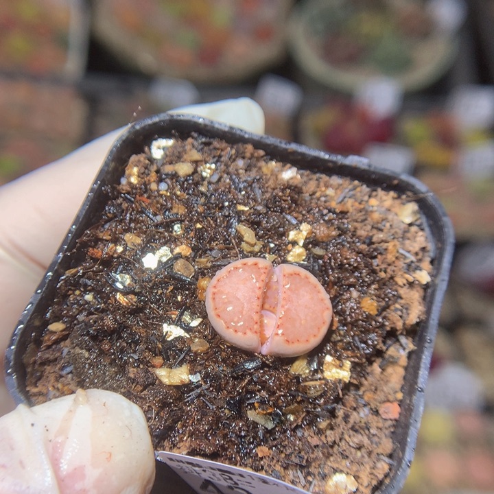 网***卡精品生石花38.424
