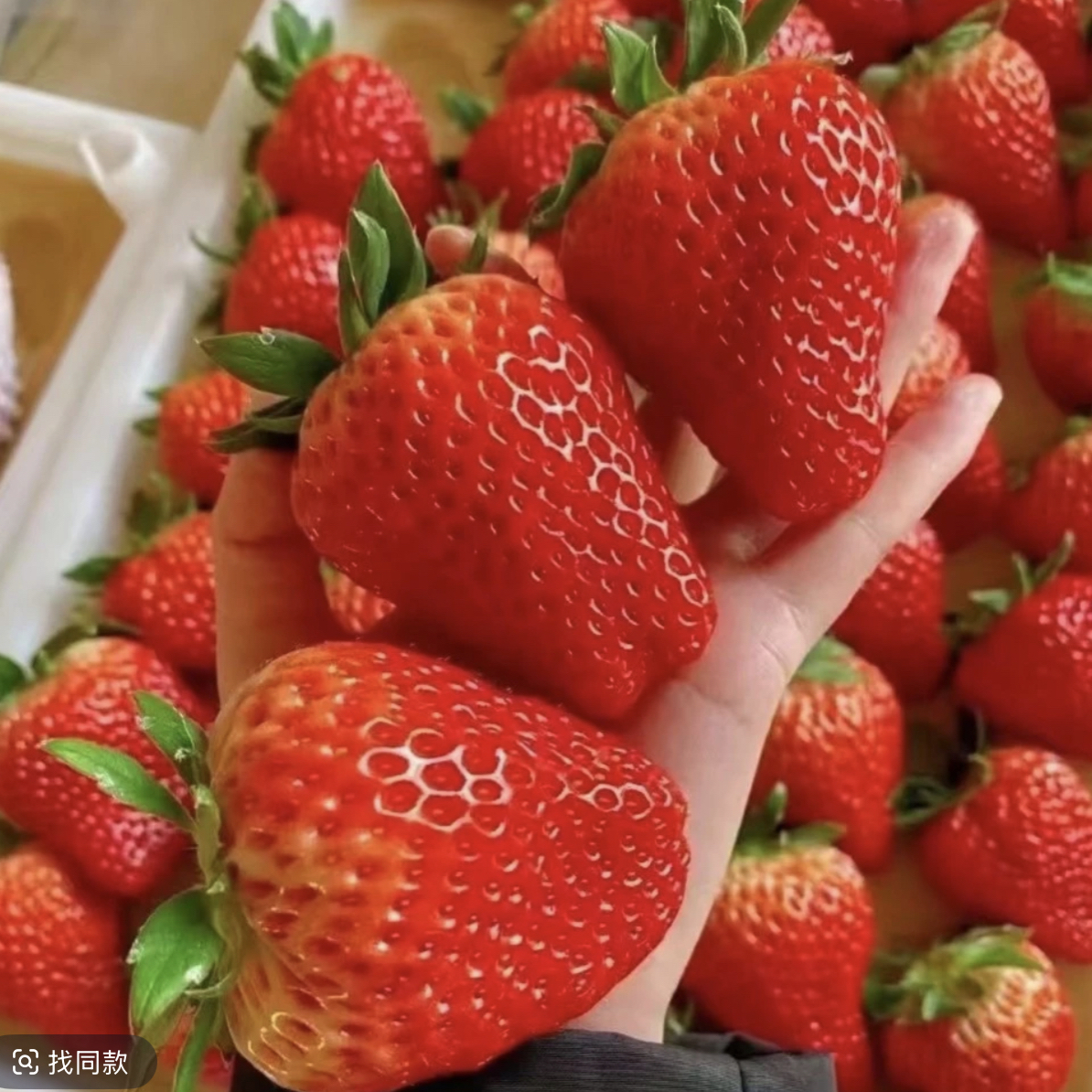 （兰州拍）红玉草莓3斤一盆