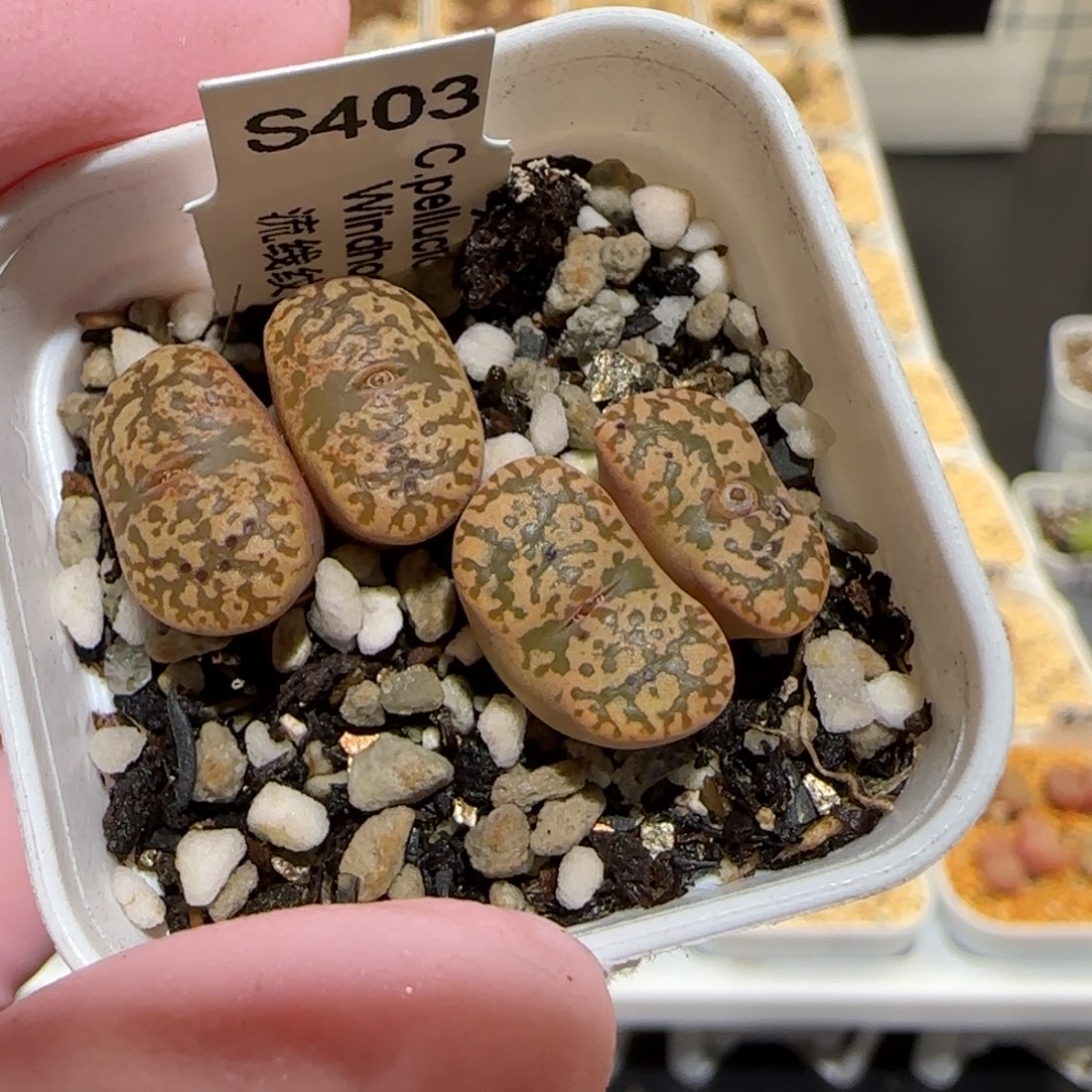 肉锥多肉植物百科25-流线纹鸟哈尼688