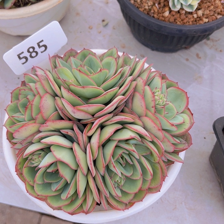 健健康康平平安安