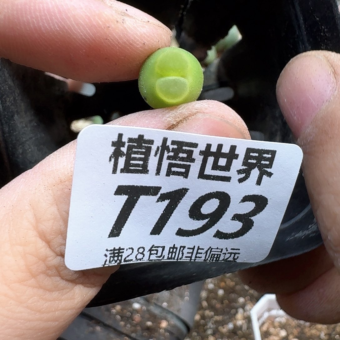 多肉植物的润泽dv