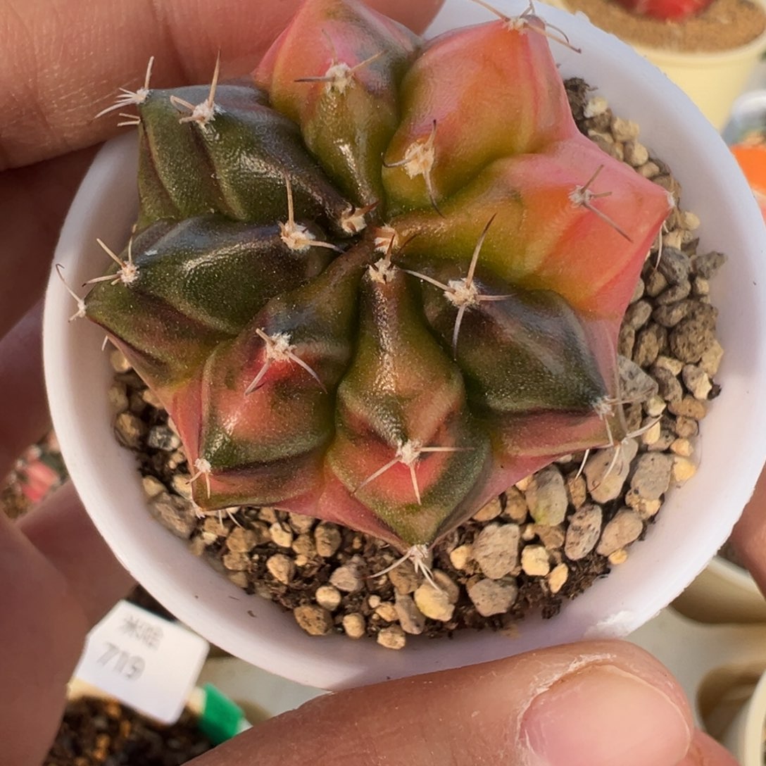 739 好看的米哈冲冲冲