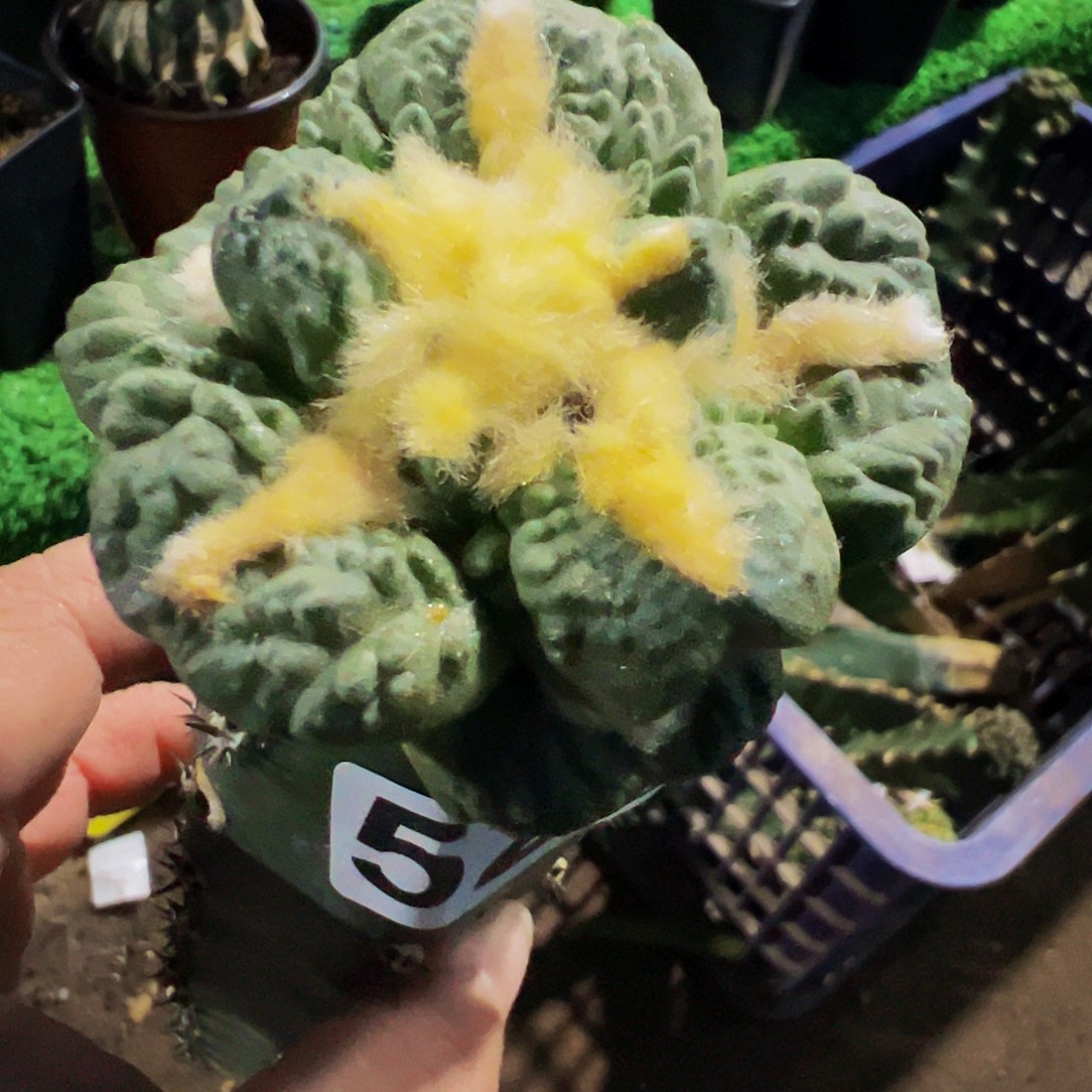 无花朵大尤龟甲牡丹529