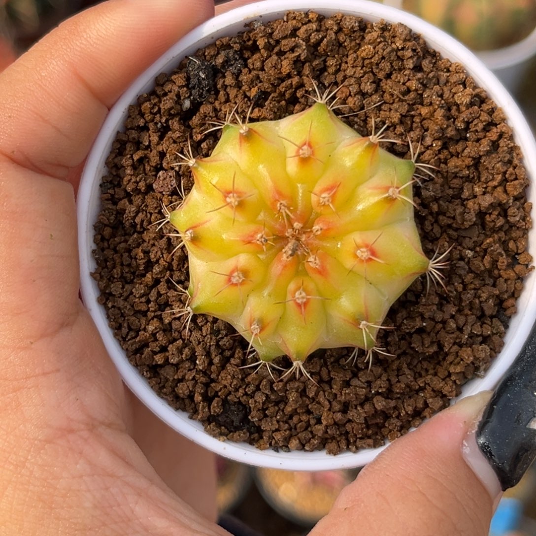 皇室黄轮回 实生 带盆土